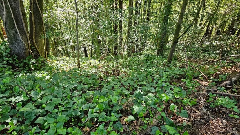 Vacant Land in Guerneville