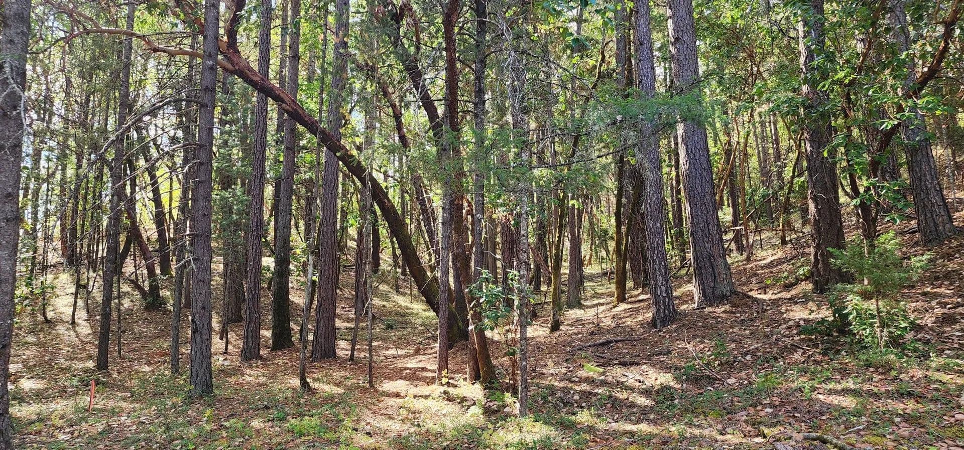 Lots & Land-Other in Grants Pass - Grants Pass, Oregon, 97526