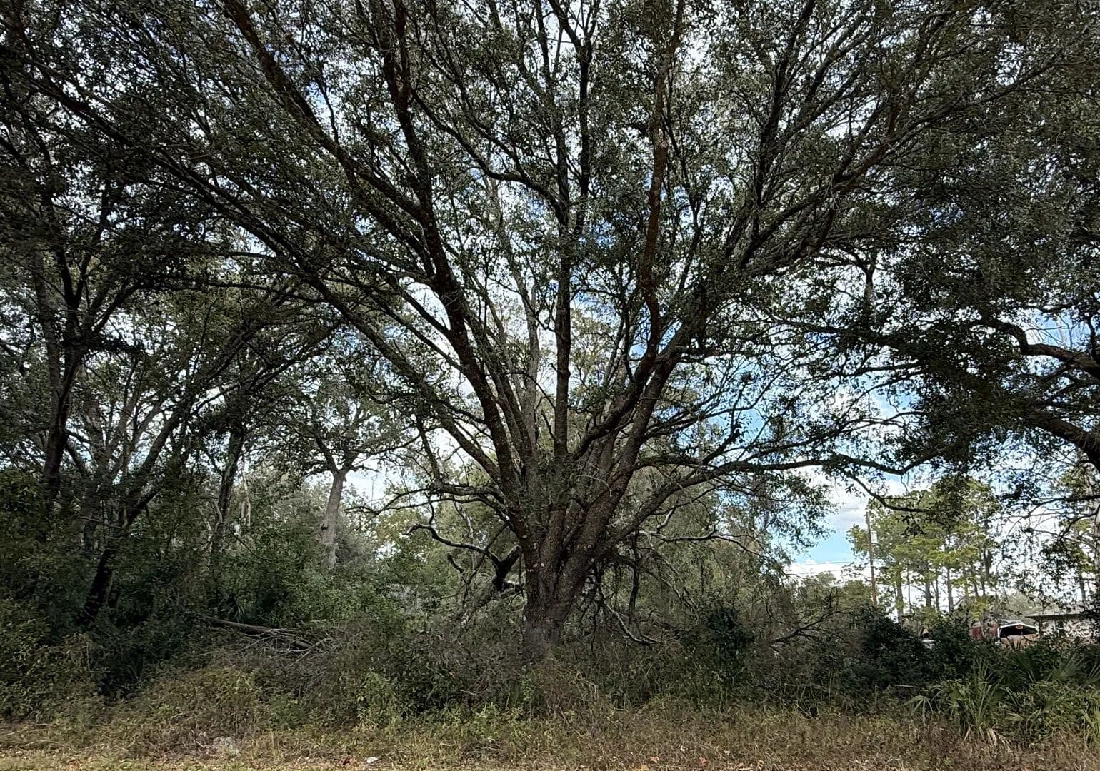 Land -Single Family Acreage in Dade City - Dade City, Florida, 33523