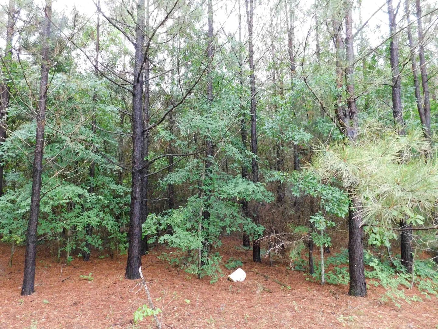 Vacant Land in Gilmer - Gilmer, Texas, 75644