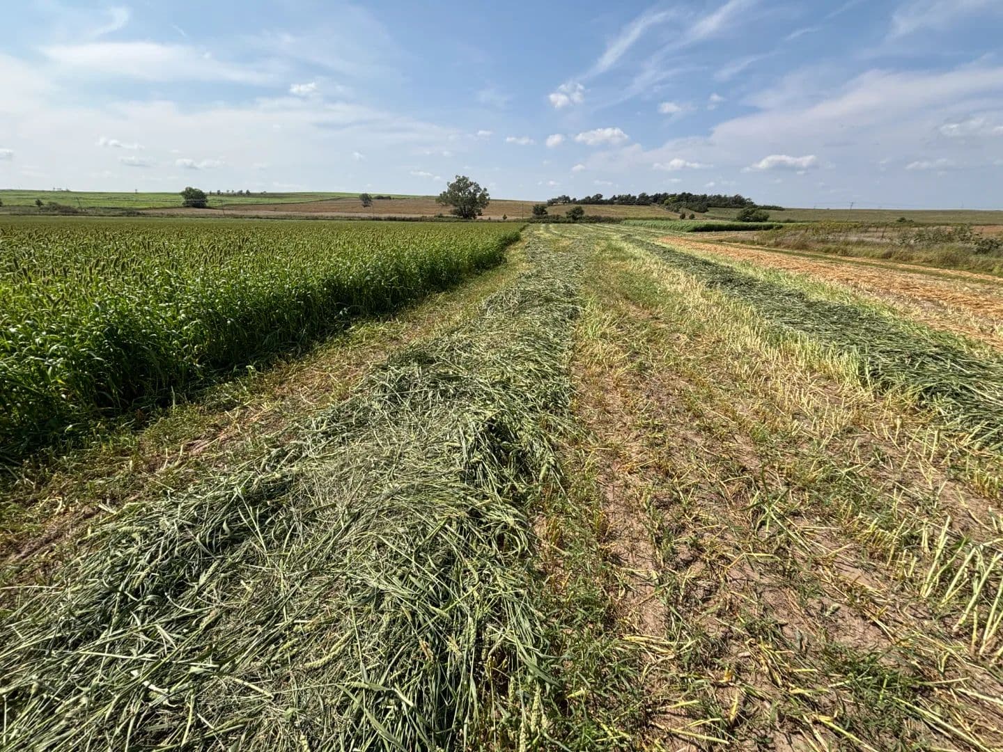 Miriam Road Cropland - North Platte, Nebraska