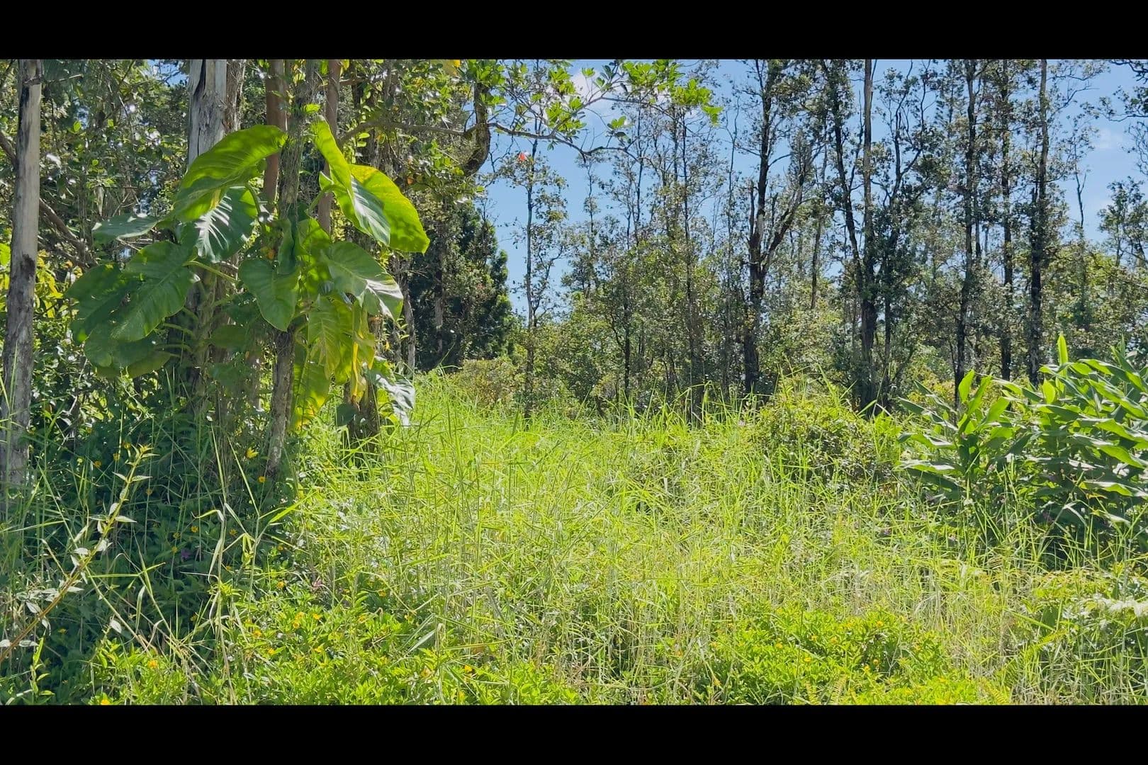 0.28 Acres of Land for Sale in Pahoa, HI - Pahoa, Hawaii, 96778