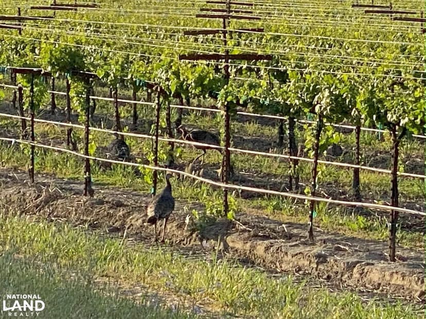 Pintail Ranch