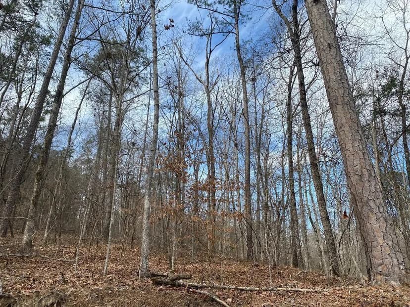 Vacant Land in Jasper