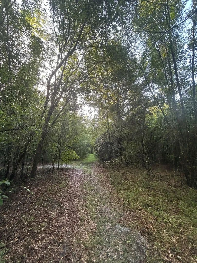 Fort White 58.7 Acres - Fort White, Florida, 32038