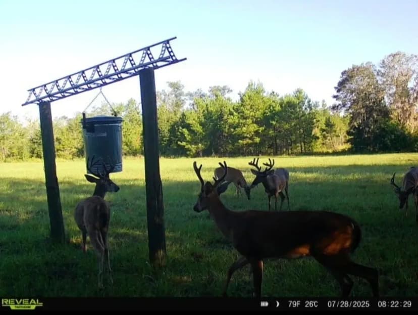 93 Acres of Prime Hunting Land in Madison County