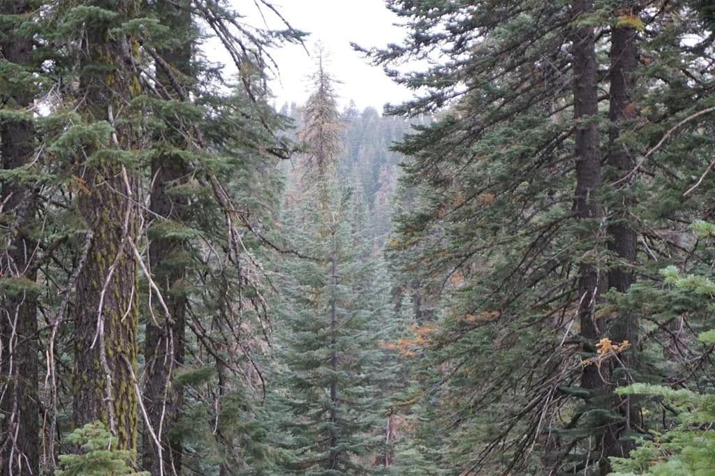 Vacant Land in Bucks Lake - Bucks Lake, California, 95956