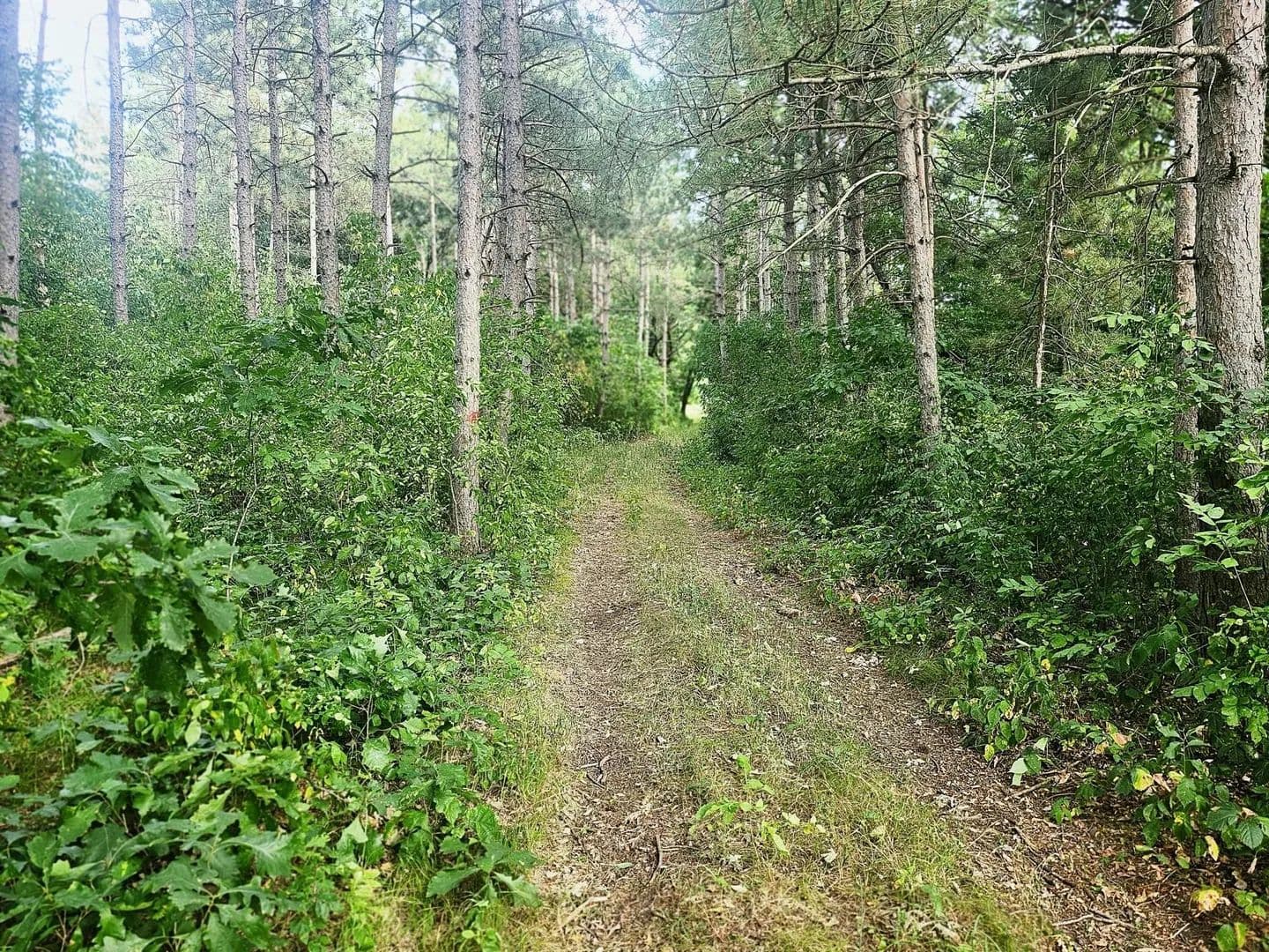 Lots & Land-Other in Browerville - Browerville, Minnesota, 56438