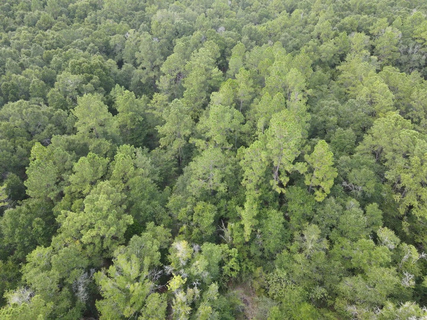 Vacant Land in Holt - Holt, Florida, 32564