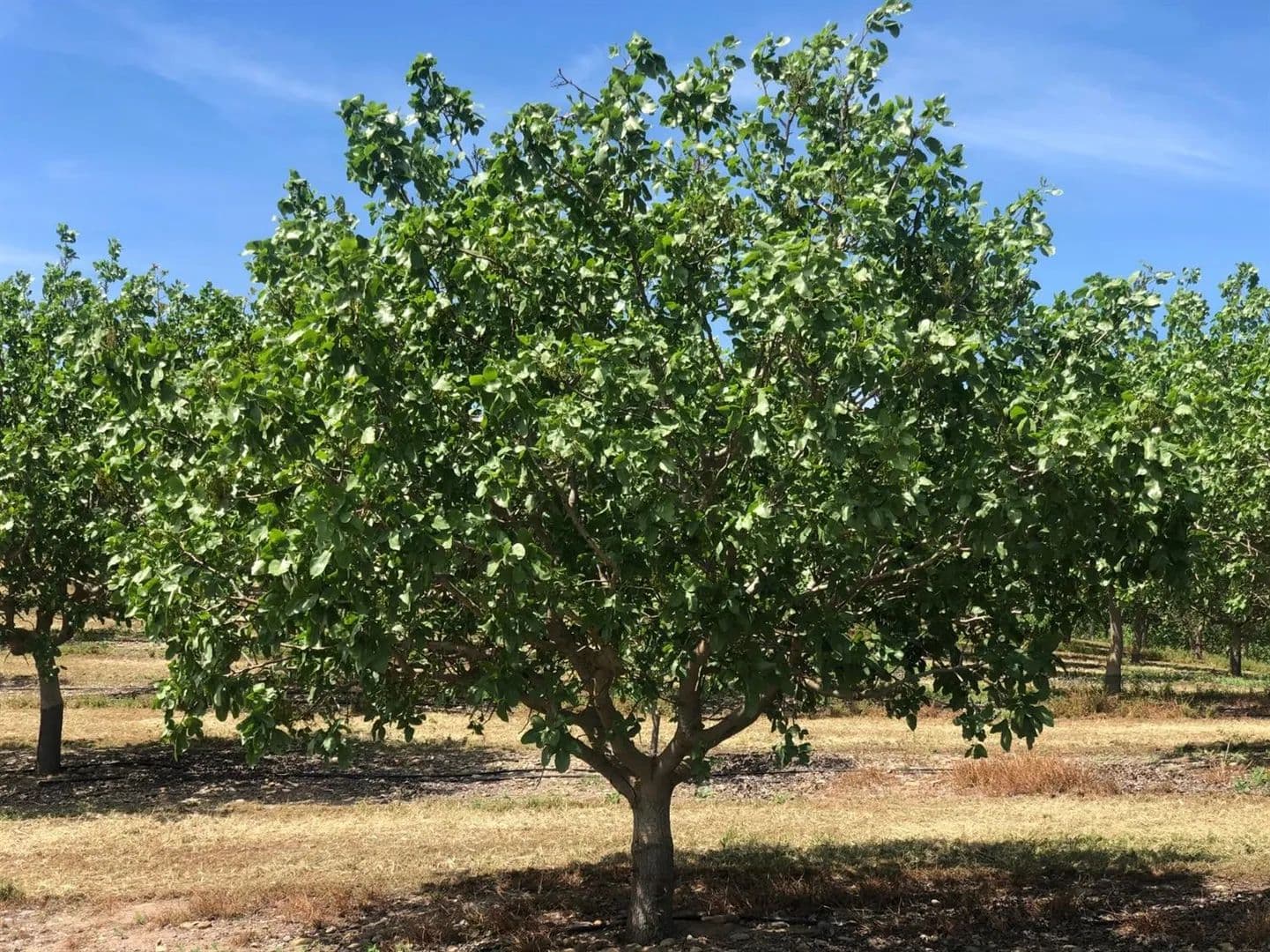 Property from 17981 Los Cerritos - KW - Snelling, California, 95369