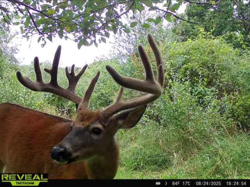 Driftless Trophy Whitetail Legacy Farm – Proven Big Buck Property with Prime Ag & Timber in Richland County, WI