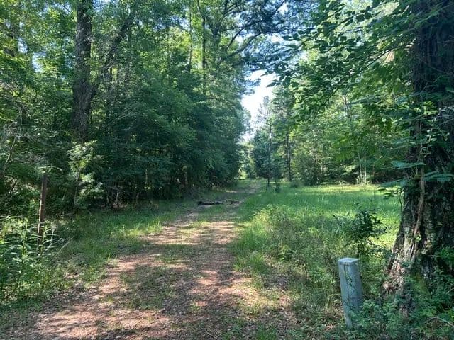 9.88 Acres | Homochitto National Forest | Crosby, MS