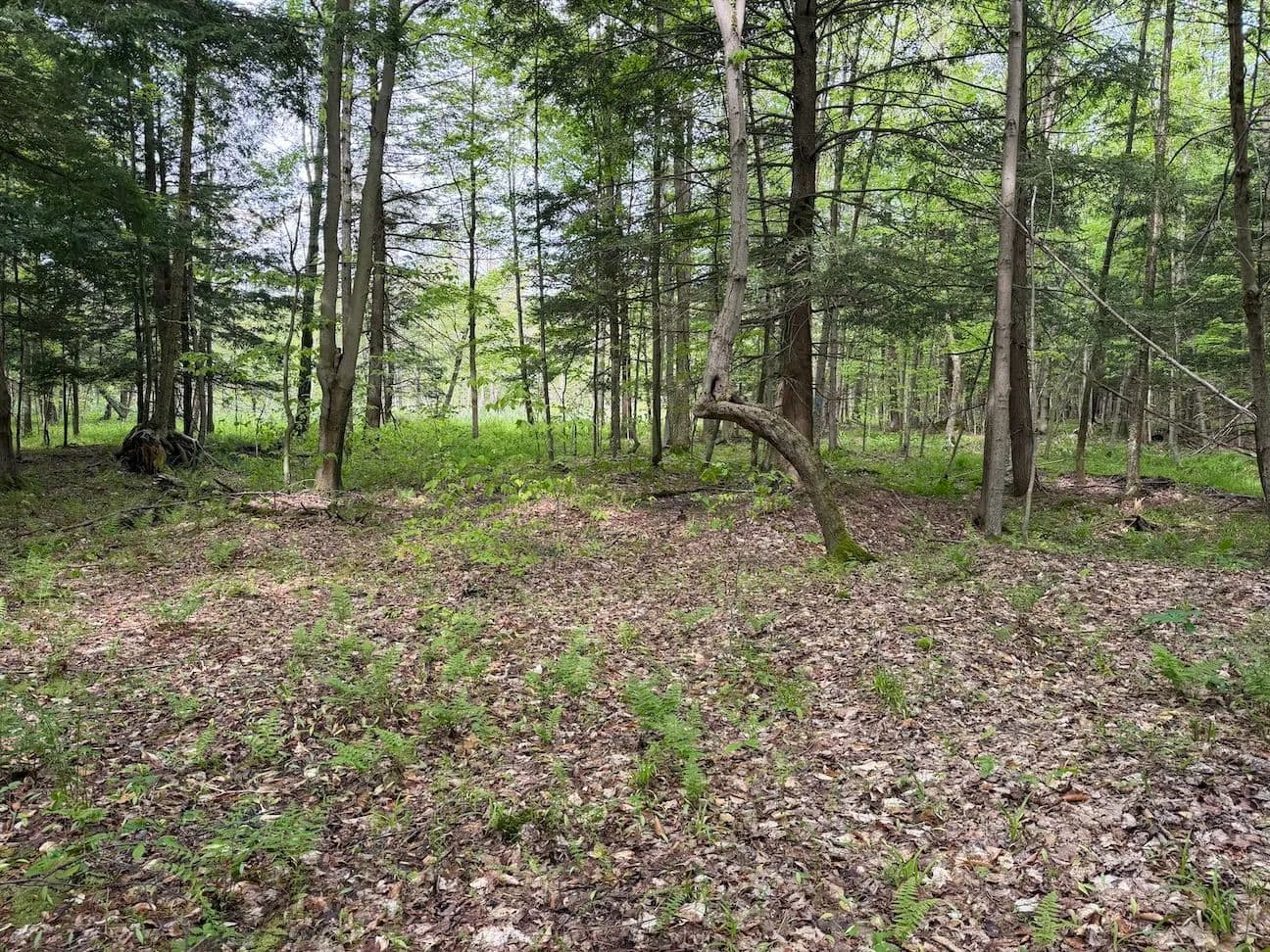 6.2 acres Hunting Land and Recreational Land in South Dayton NY Kellogg Hill Road Lot 9 - South Dayton, New York, 14138