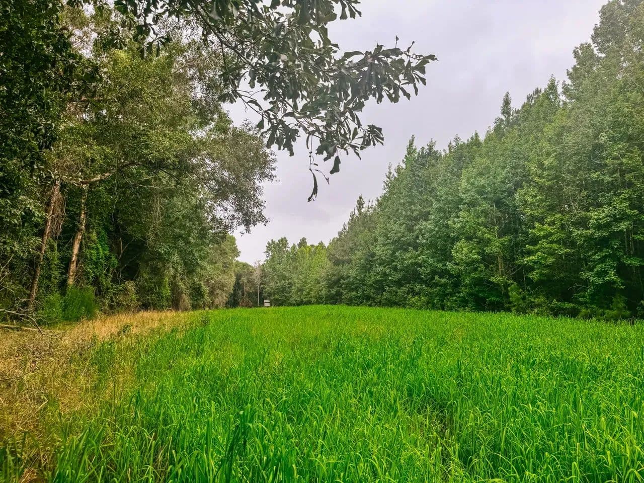 41 acres minutes from Auburn - Auburn, Alabama, 36083