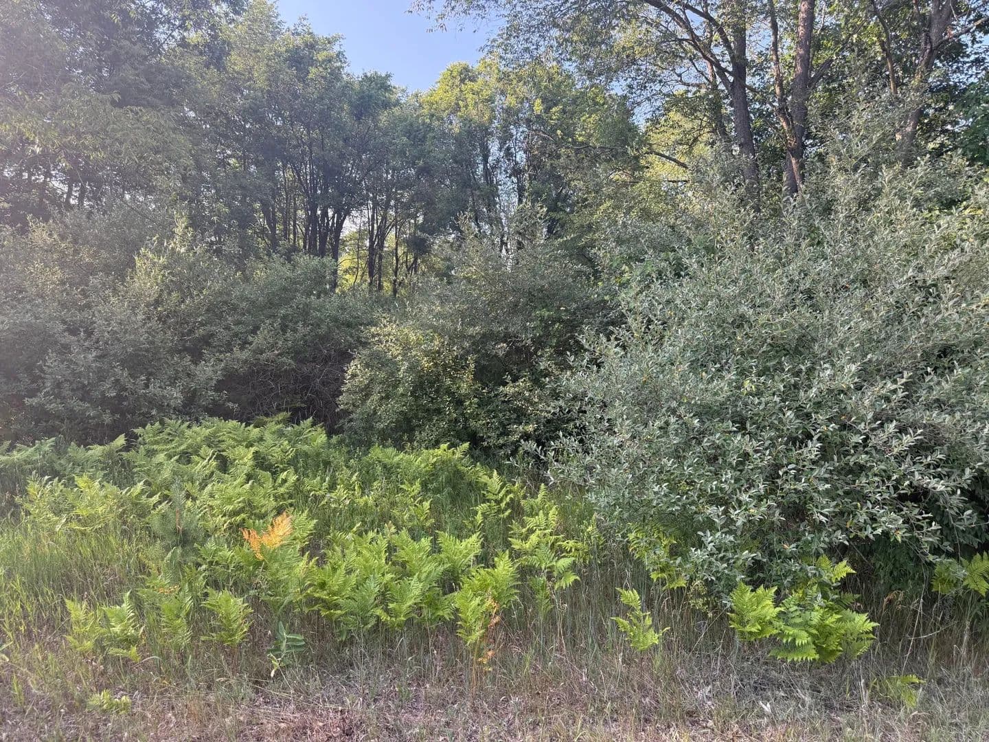 Lots & Land-Other in Stanwood - Stanwood, Michigan, 49346