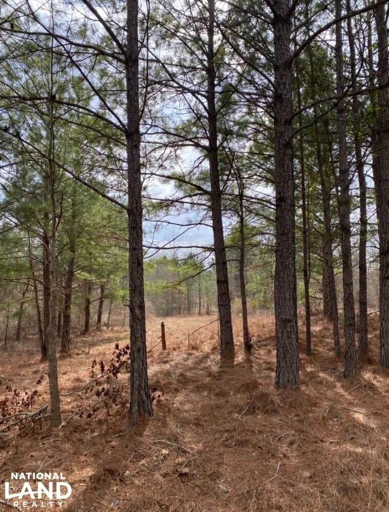 580 Acre Shoal Creek Recreational Tract