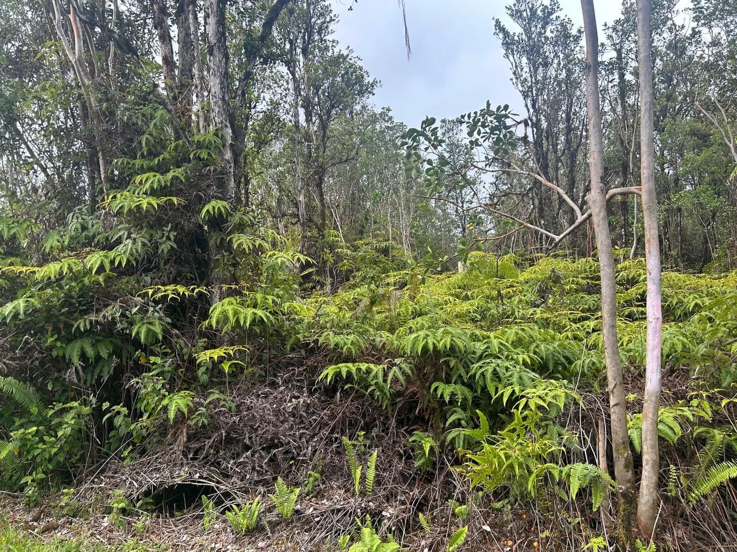 Vacant Land in Mountain View - Mountain View, Hawaii, 96771