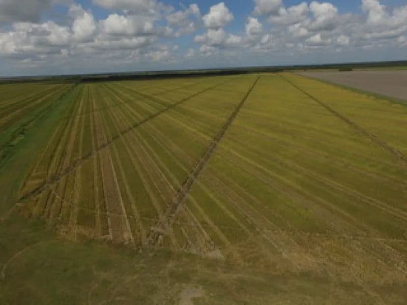 1450 Acre Row Crop Farm in Brazoria County