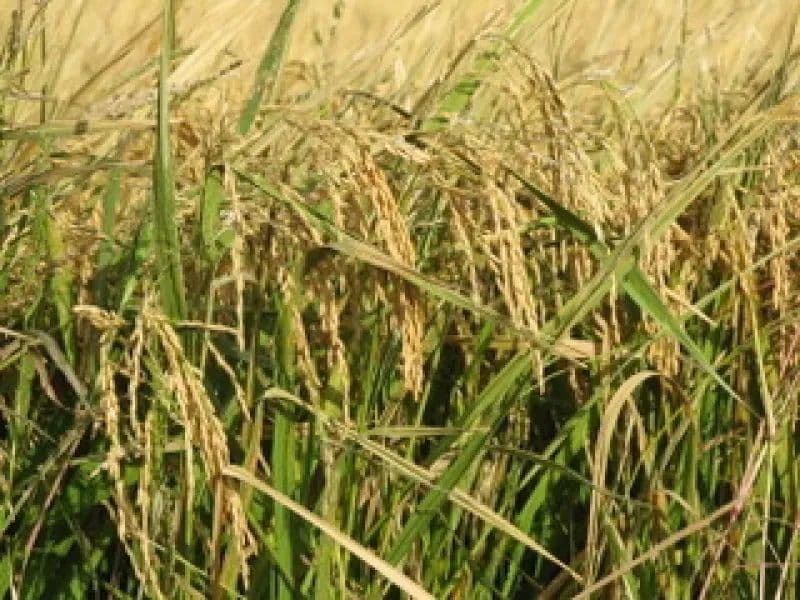 1175 Acre Irrigated Farm in Wharton County