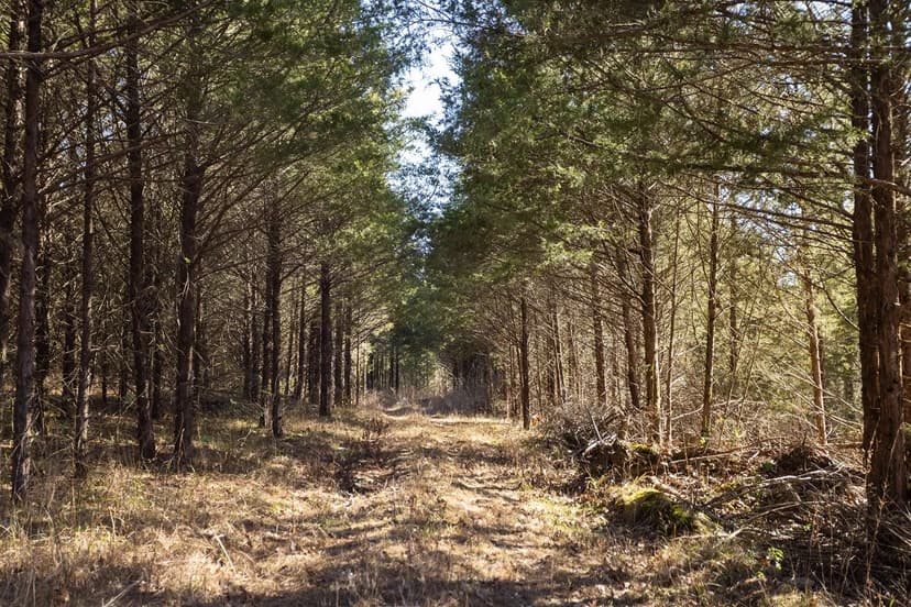 83±-Acres with Direct National Forest Access & Prime Hunting– Christian County