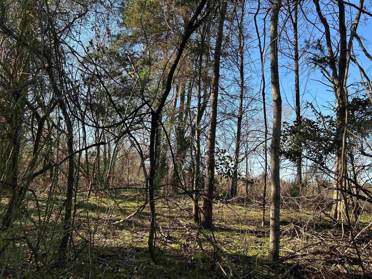 Vacant Land in Pittsburg - Pittsburg, Texas, 75686