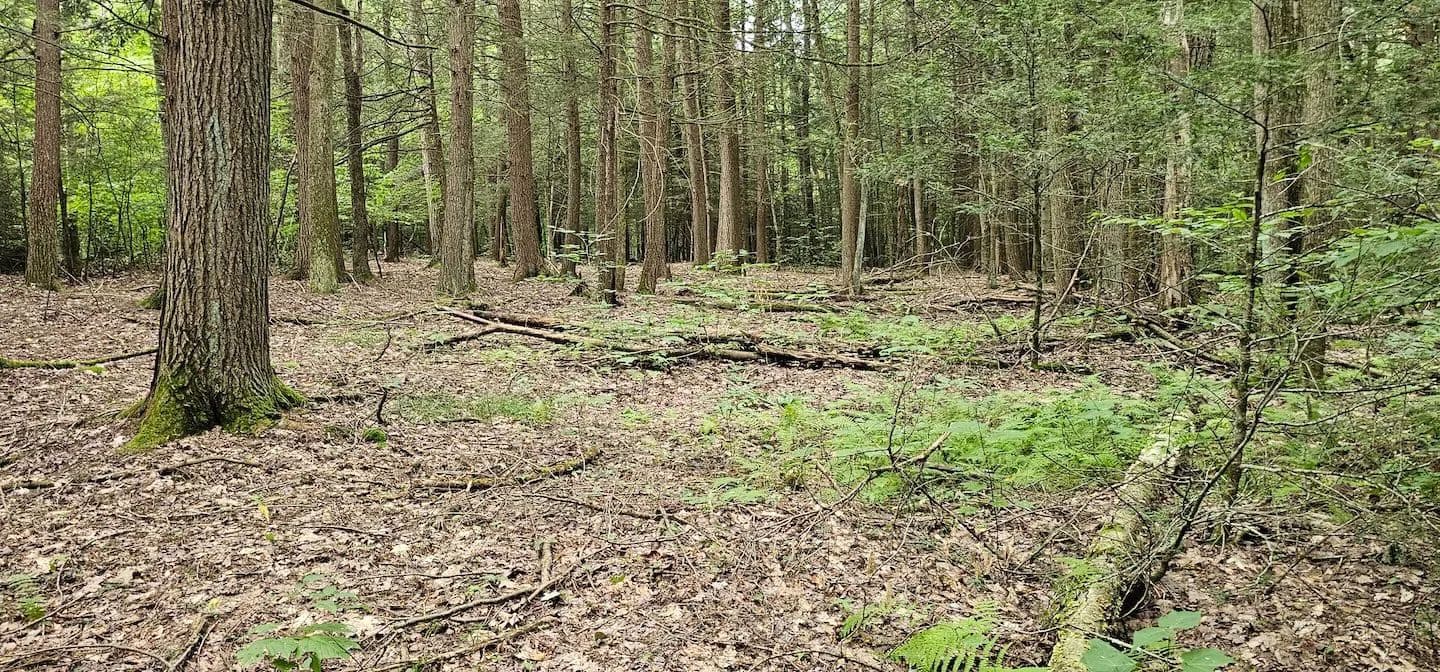 24 acres Woodlands and Recreational Land in Candor NY Union Hill Rd - Candor, New York, 13743
