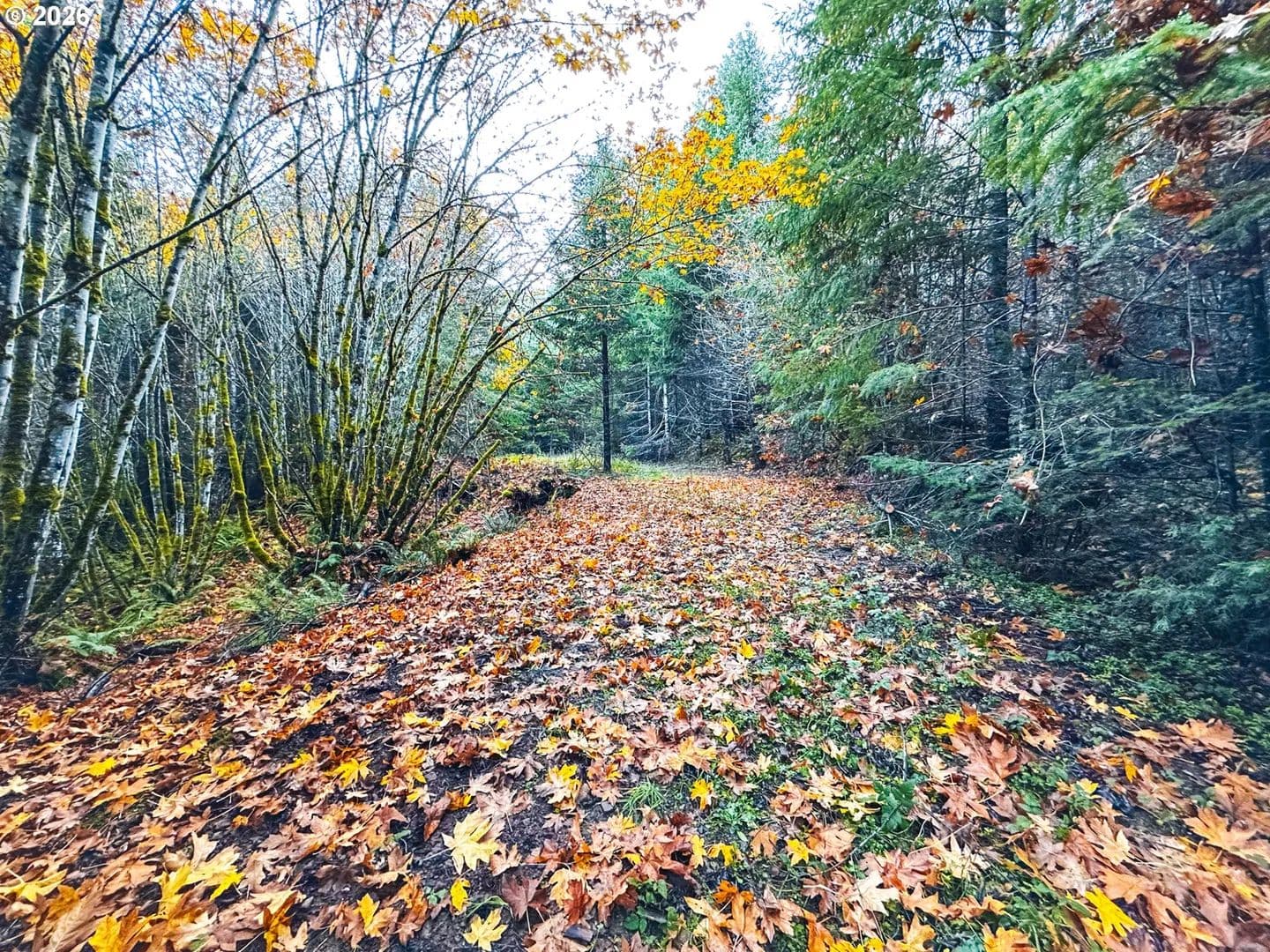 Property from La Duke RD #TL105 - KW - Westfir, Oregon, 97492