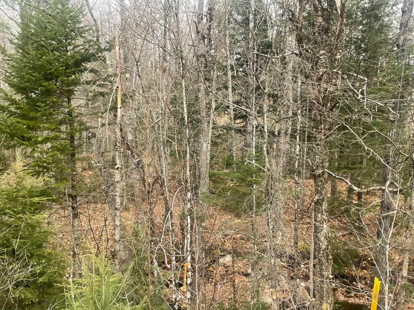Vacant Land in Roxbury