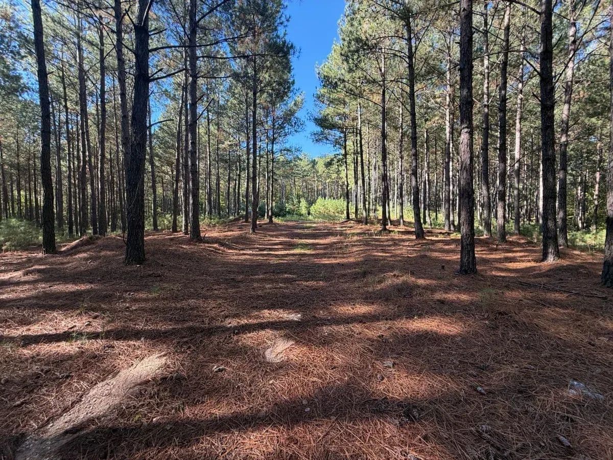 Pekin Road 2467 - Mount Gilead, North Carolina, 27306