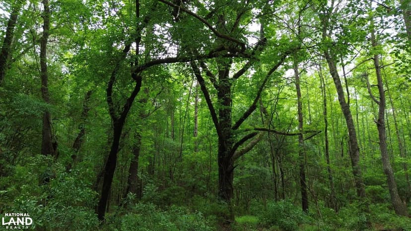 Lane's Retreat - 100 +/- Acre Recreational Property