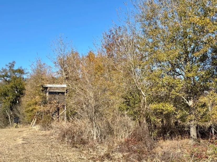 68+/- acres of Prime Tensas Hunting Land with CRP Income