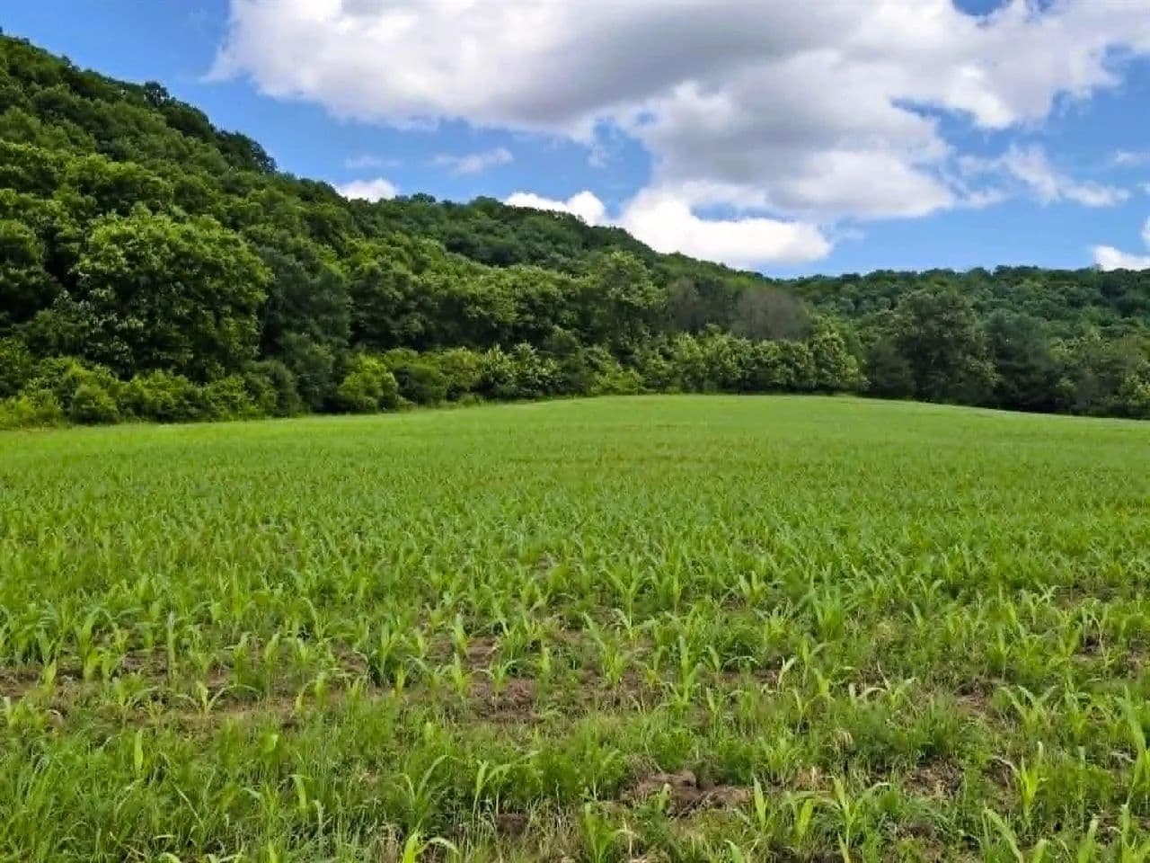 Vacant Land (10+ Acres) in Soldiers Grove - Soldiers Grove, Wisconsin, 54624