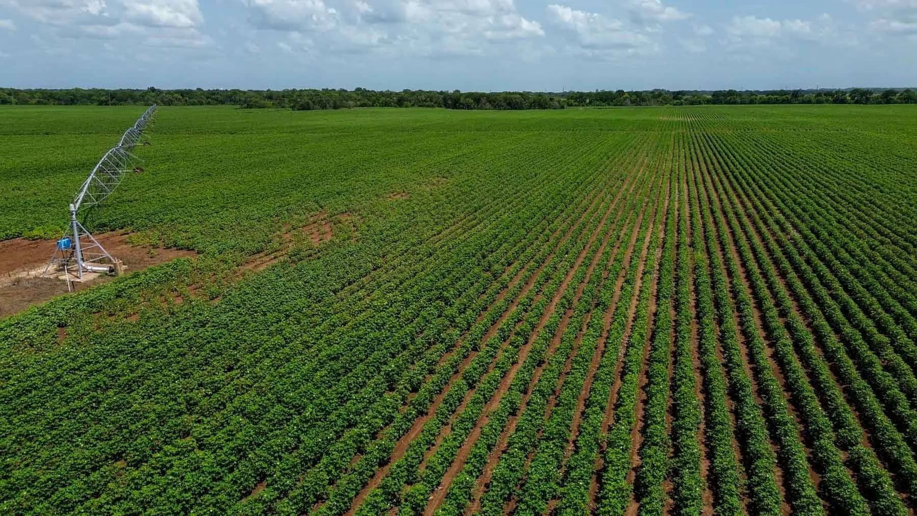 Sims Lane Irrigated Farm - Brazos, Texas, 77801