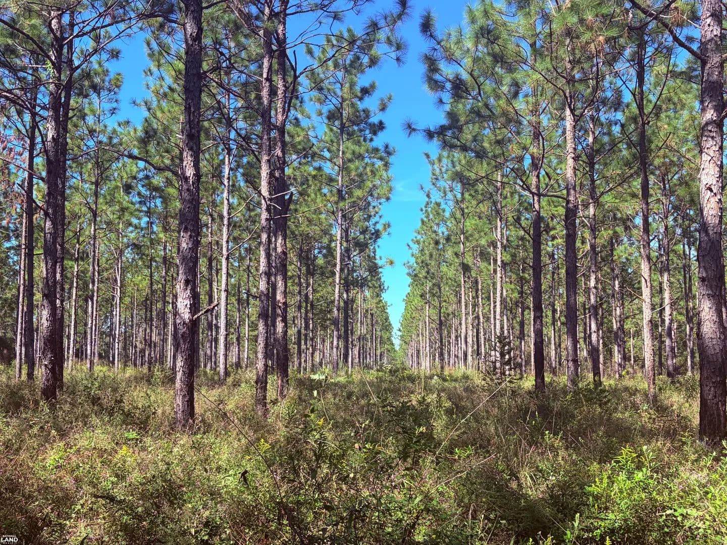 Brantley Creek Longleaf Farm - Dawson, Georgia, 39842