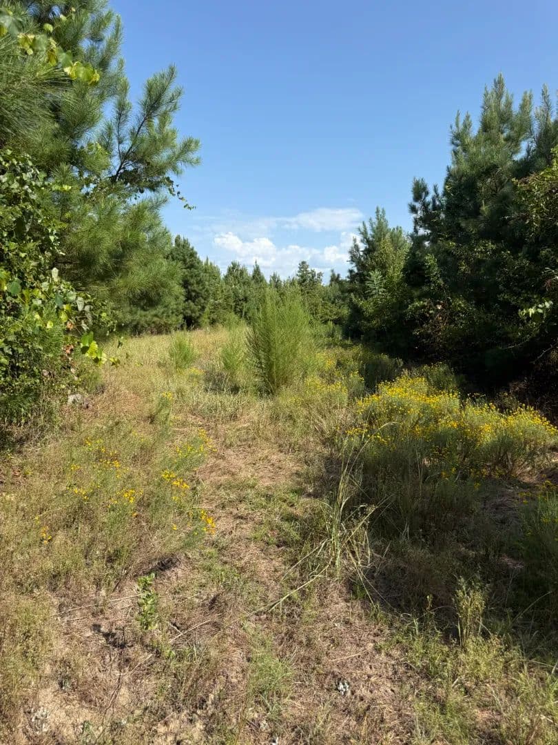 63 Acres Winston County, MS - Louisville, Mississippi, 38339