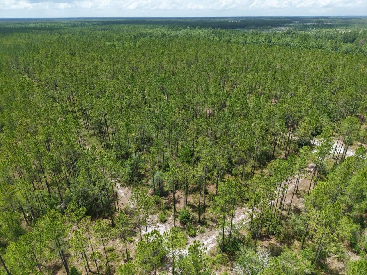 52.43 +/- Ac Recreational Timberland for Sale in Charlton County, GA - Saint George, Georgia, 31562