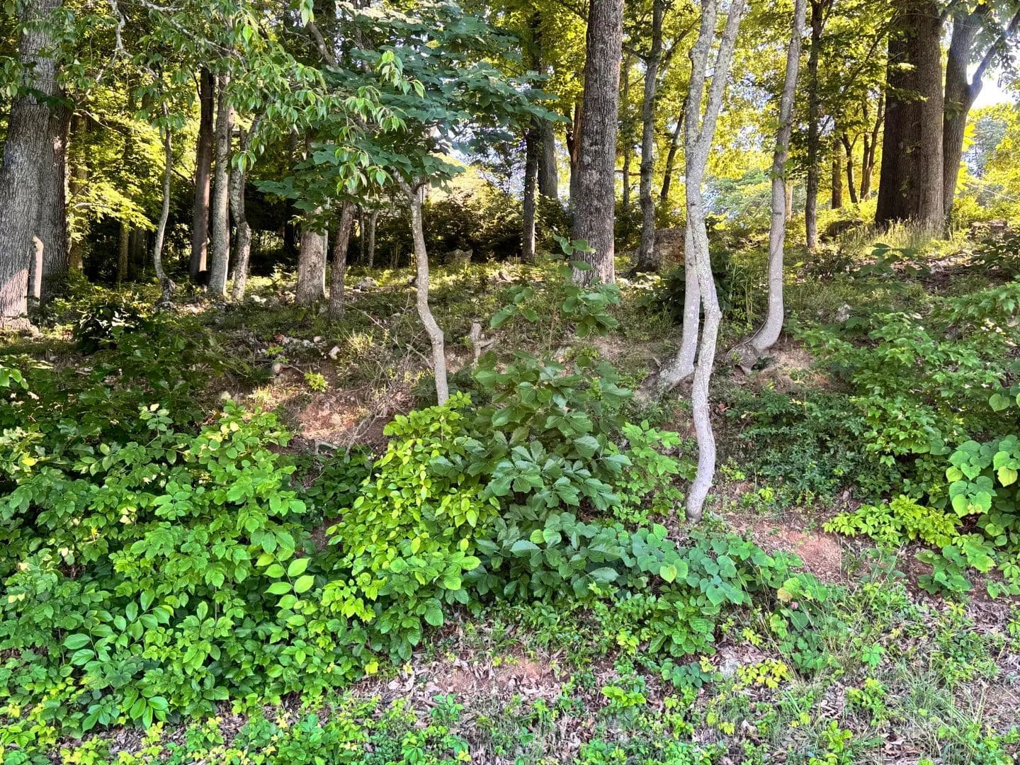 Property from 0 Leconte St. - KW - Morristown, Tennessee, 37814
