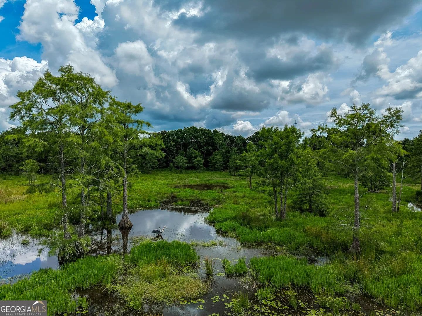 42.75 Acres of Land for Sale in Edison, GA - Edison, Georgia, 39846