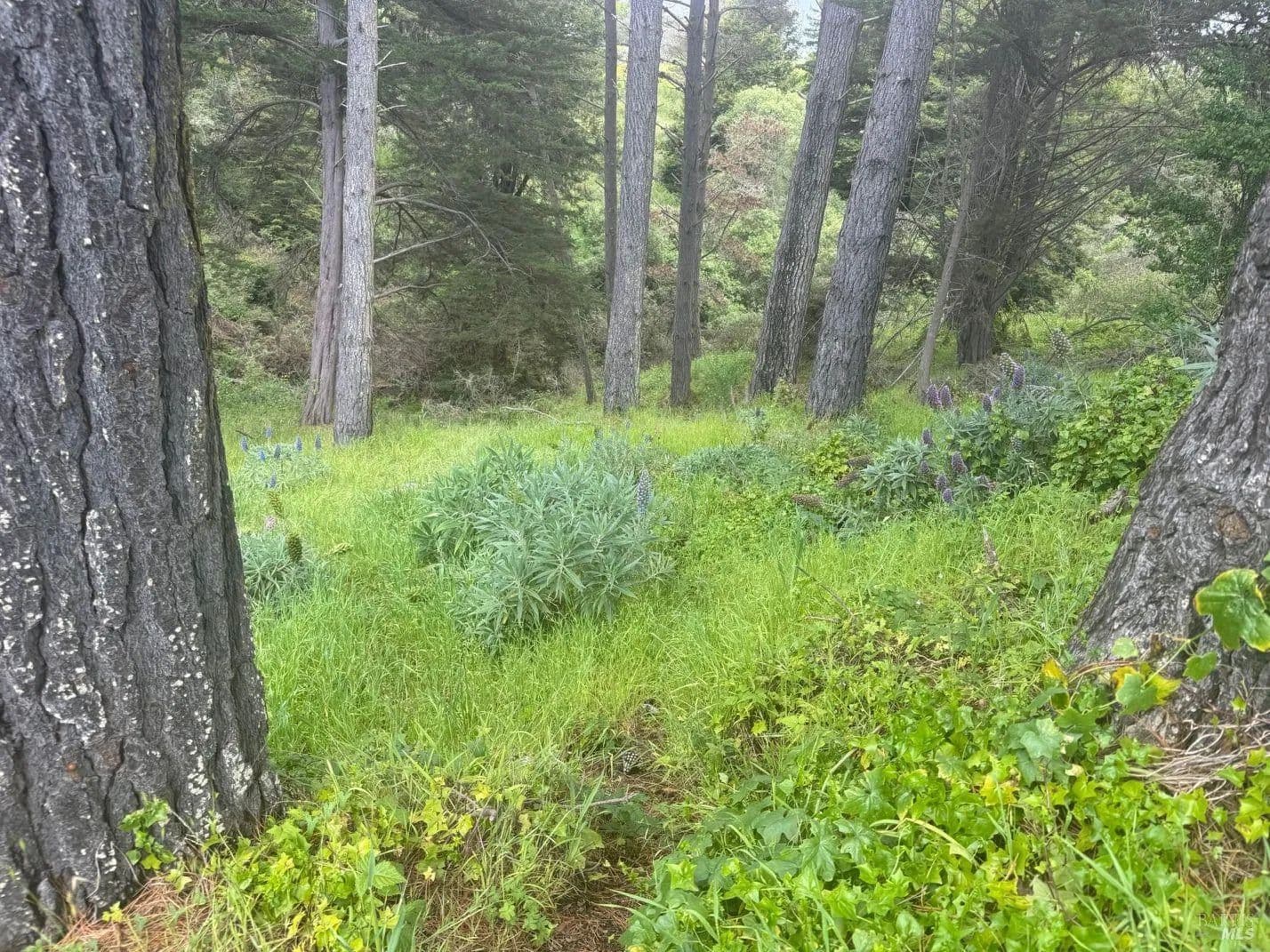 Vacant Land in Bolinas - Bolinas, California, 94924