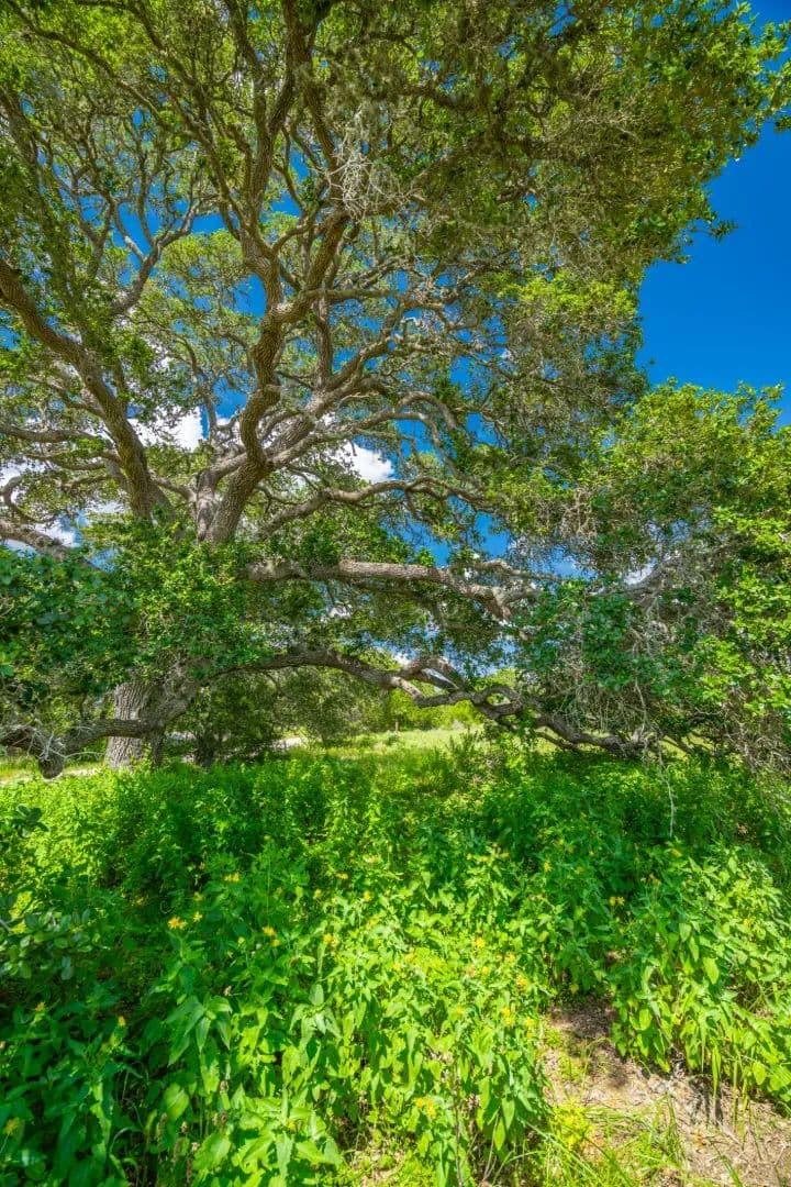 Sandy Oaks Ranch - Sublime, Texas