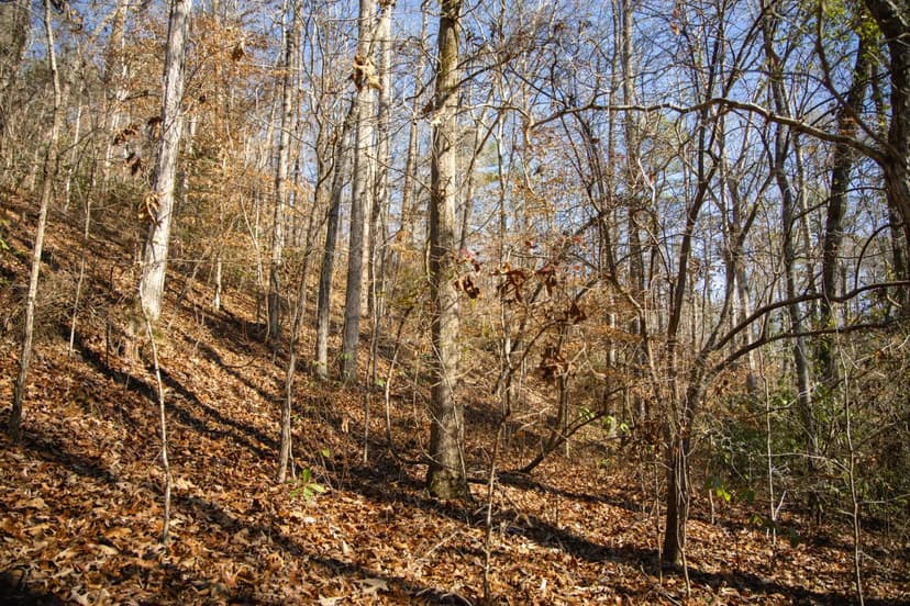 82 Acres in Bibb County, AL