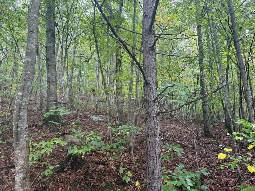 148+/-acres Unrestricted Hunting Tract in Palmer TN