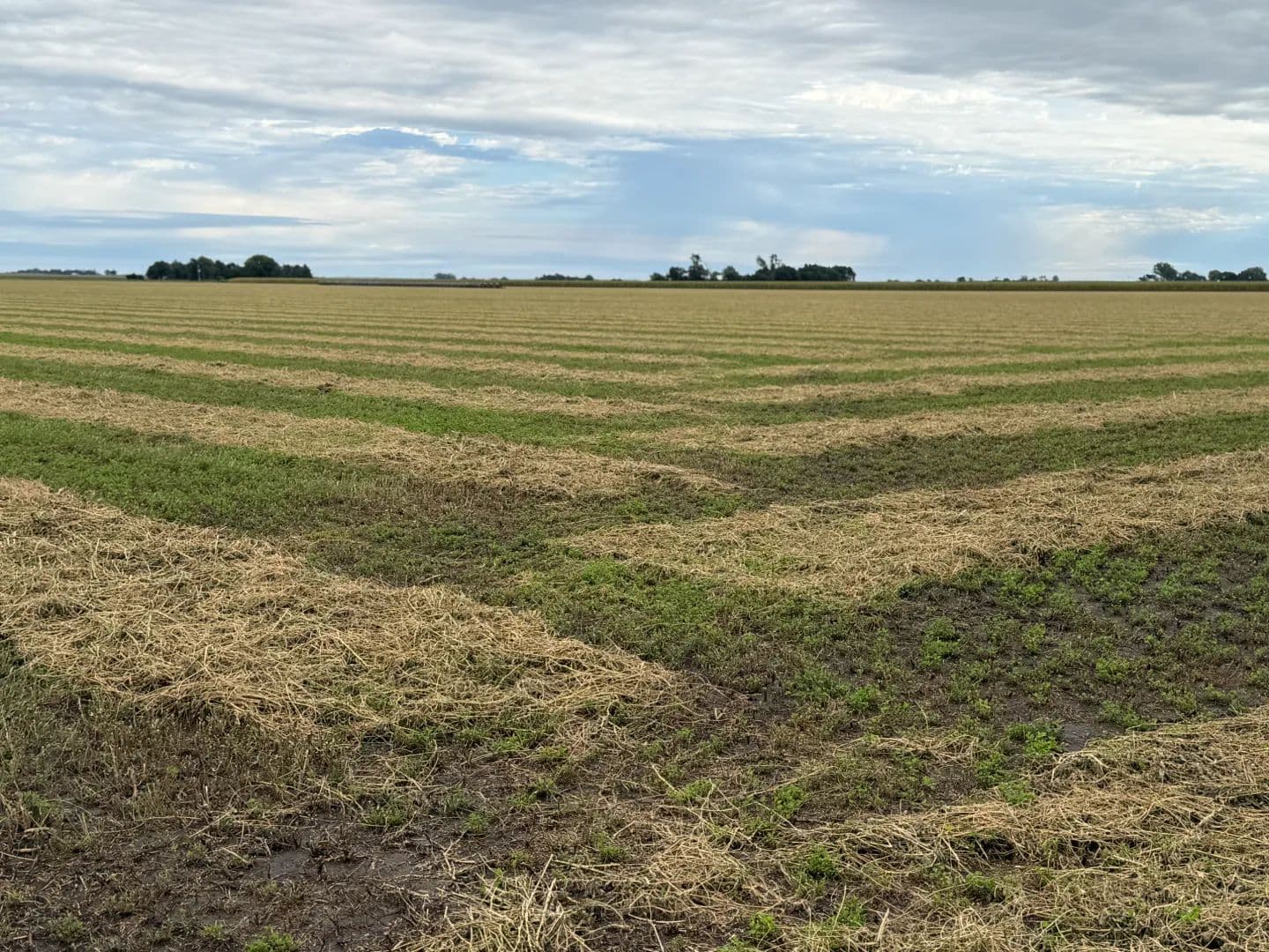 Laird Irrigated Farm - Cozad, Nebraska