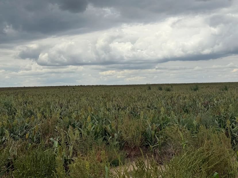 Dryland Quarter Section in Texas County