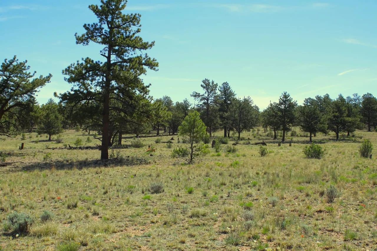 Elk Ridge Ranch - Hartsel, Colorado, 80449
