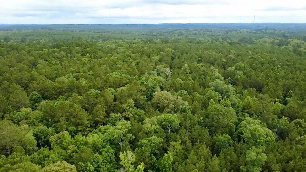 7 Acres of Land for Sale in Colmesneil, Texas - Colmesneil, Texas, 75938