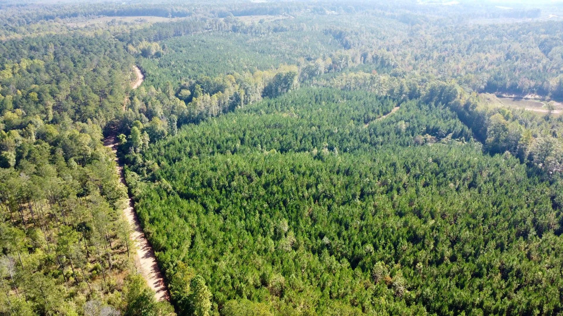 Rollins Creek Farm |55 ac Randolph Co|Plantation Pines, Creeks, & Homesites - Wedowee, Alabama, 36278
