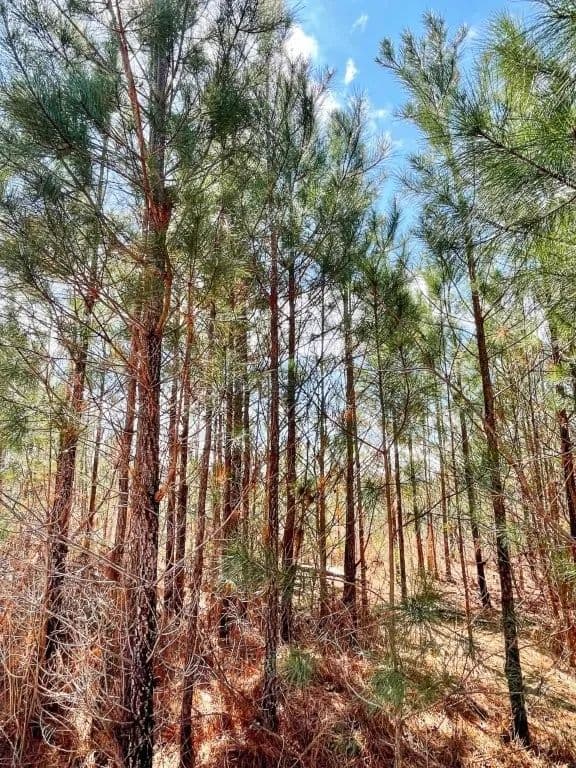 Brinkley Road Dream Estate