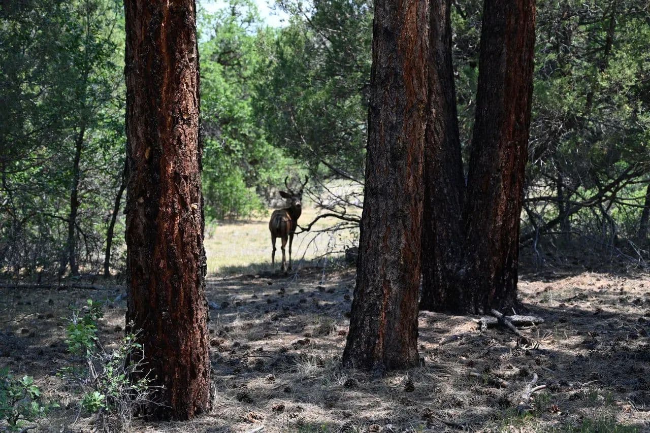 Ticonderoga Lot - Chama, New Mexico, 87520-708