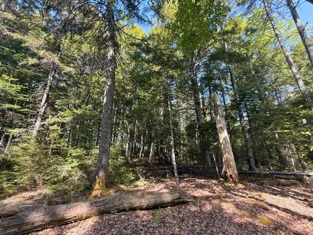 10.54 Acres of Land for Sale in Orland, Maine - Orland, Maine, 04472